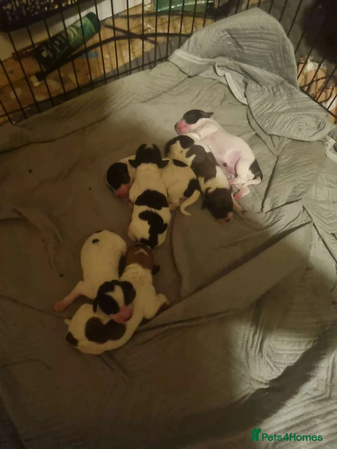 Mixed Breed dogs for sale: Jackapoochon mixed breed - Advert 1