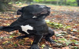 Mixed Breed dogs for sale: BullPresa - Advert 2