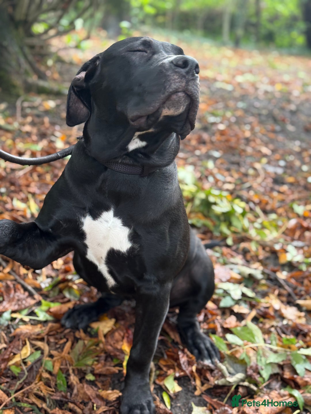 Mixed Breed dogs for sale: BullPresa - Advert 2