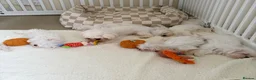Maltese dogs for sale: 🐾 Beautiful Maltese puppies 🐾 - Advert 10