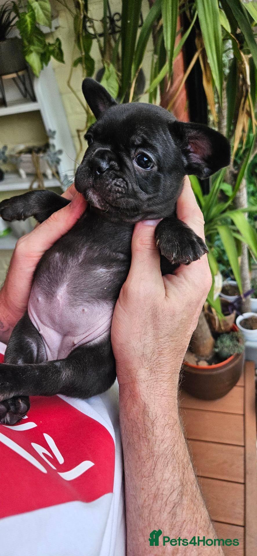 French Bulldog dogs 🐶 2 puppies still available   - Advert 1