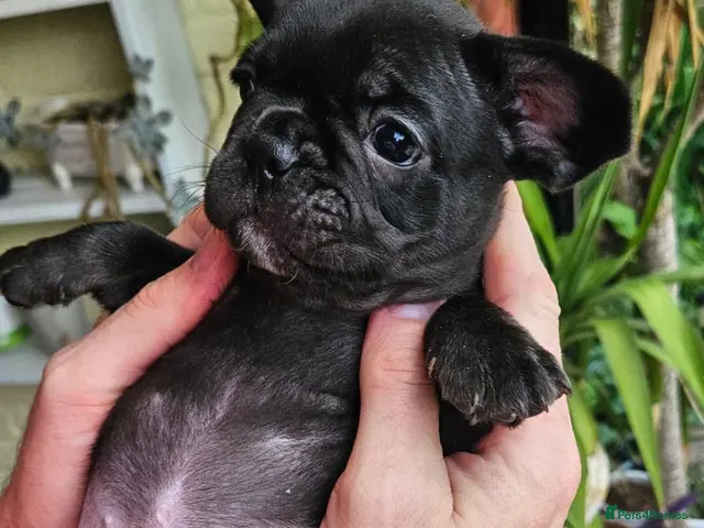 French Bulldog dogs 🐶 2 puppies still available - Advert 1