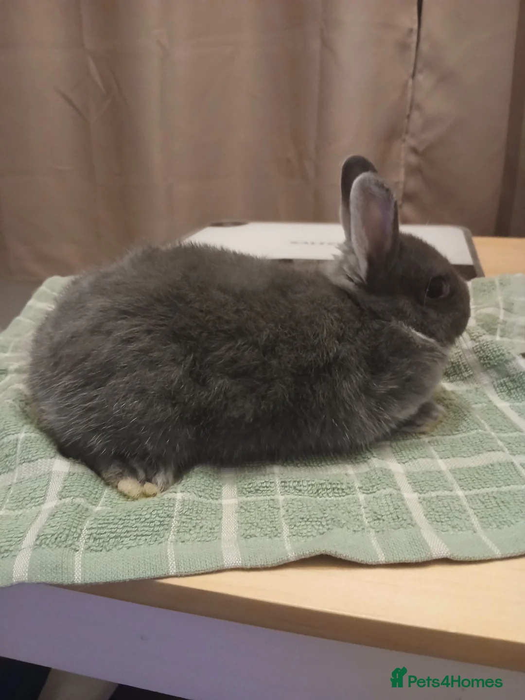 Mini Lop rabbits for sale: Waiting list for new bundles of joy  - Advert 12