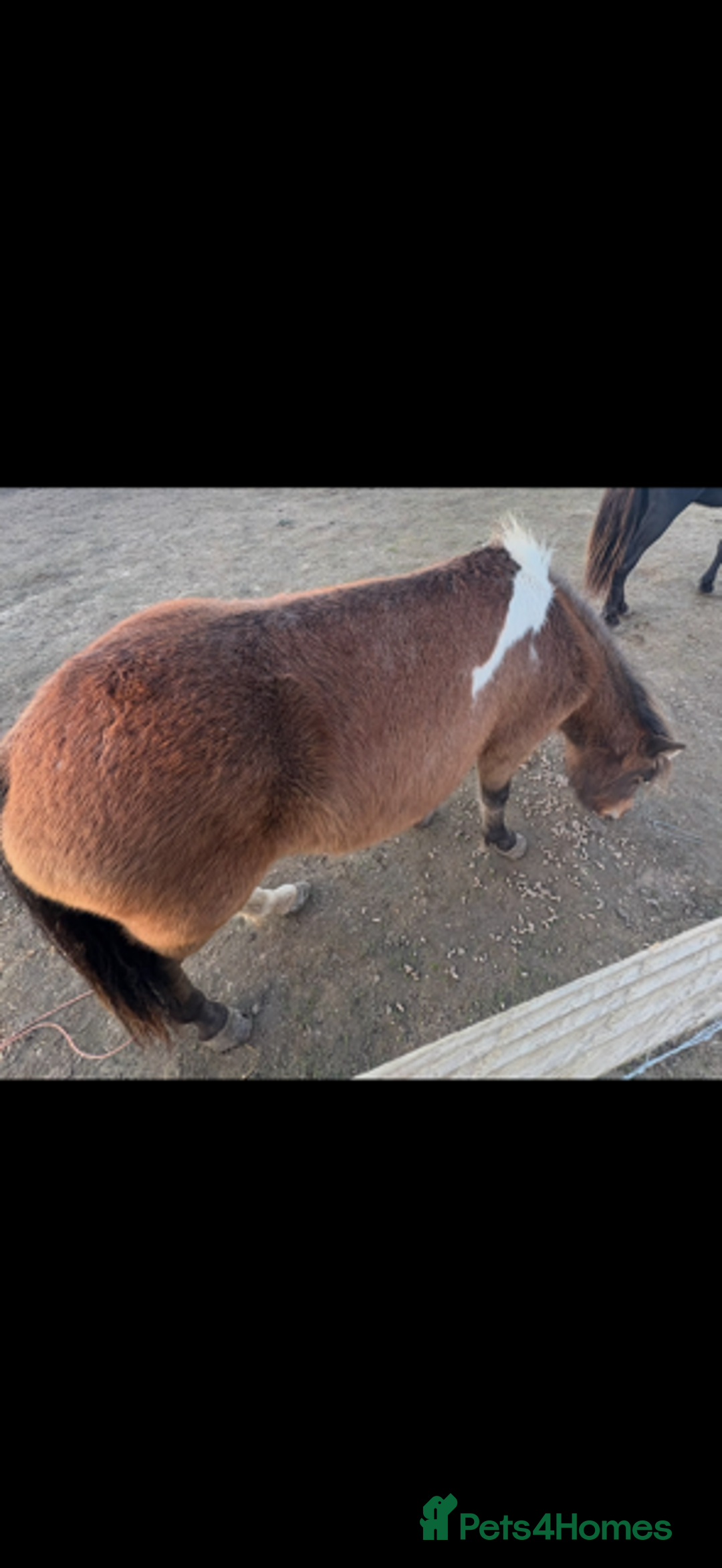 Gotland pony horses for sale: Dartmoor Hill pony  - Advert 4