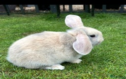 Mini Lop rabbits for sale: Mini Lops Ready now!!!!  in Coalville - Image 24