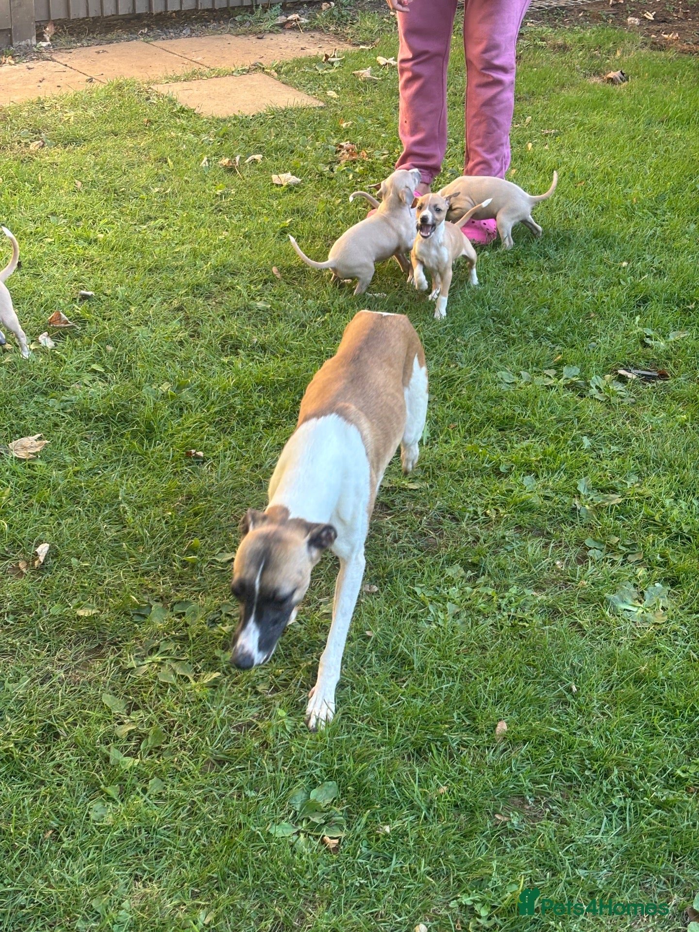 Mixed Breed dogs Italian greyhound x whippet - Advert 2