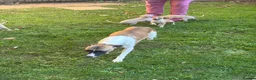 Mixed Breed dogs for sale: Italian greyhound x whippet in Redhill - Advert 2