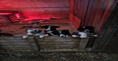 Border Collie dogs Border collie  pups  - Advert 7