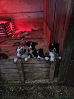 Border Collie dogs Border collie pups - Advert 1