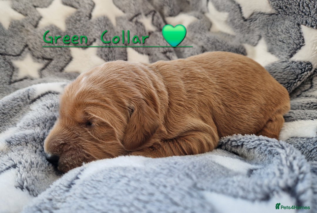 Mini Goldendoodle dogs for sale: Miniature F1 Goldendoodle puppies available - Advert 16