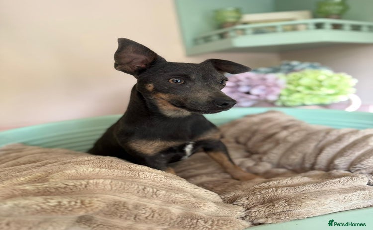 Jack Russell dogs - Advert 6
