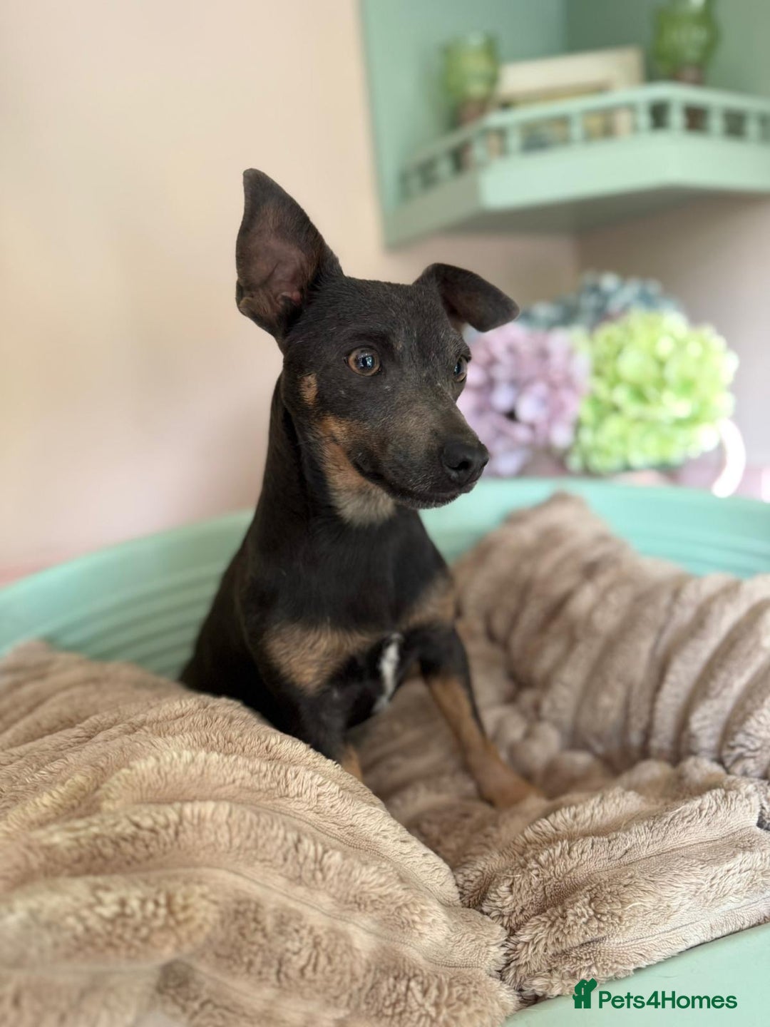 Jack Russell dogs for sale: Beautiful blue and tan 2.5 year old girl  - Image 1