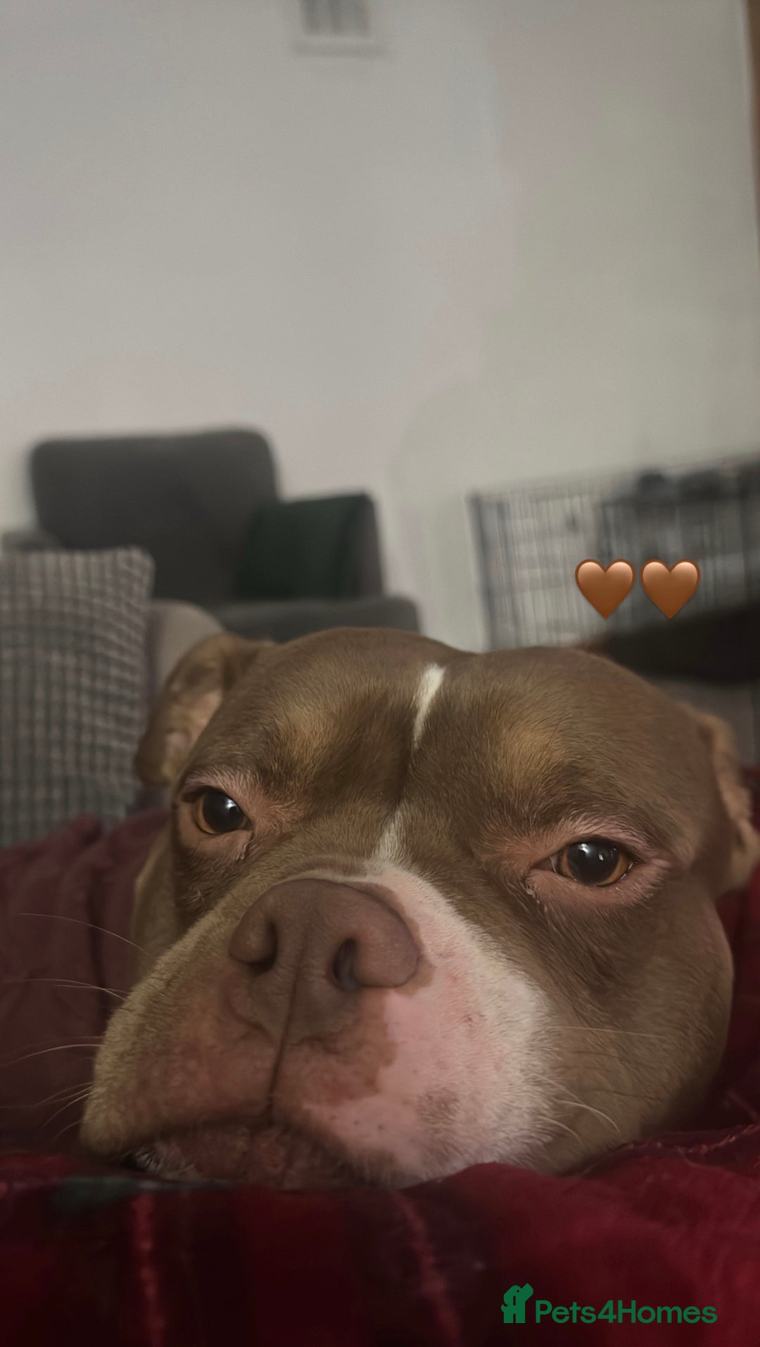 American Bulldog dogs for sale: Micro Bulldog - 2 years old - very loving - Advert 7