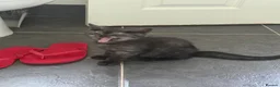 Scottish Fold cats for sale: 🐾4 Beautiful Scottish Fold Kittens🐾 - Advert 16