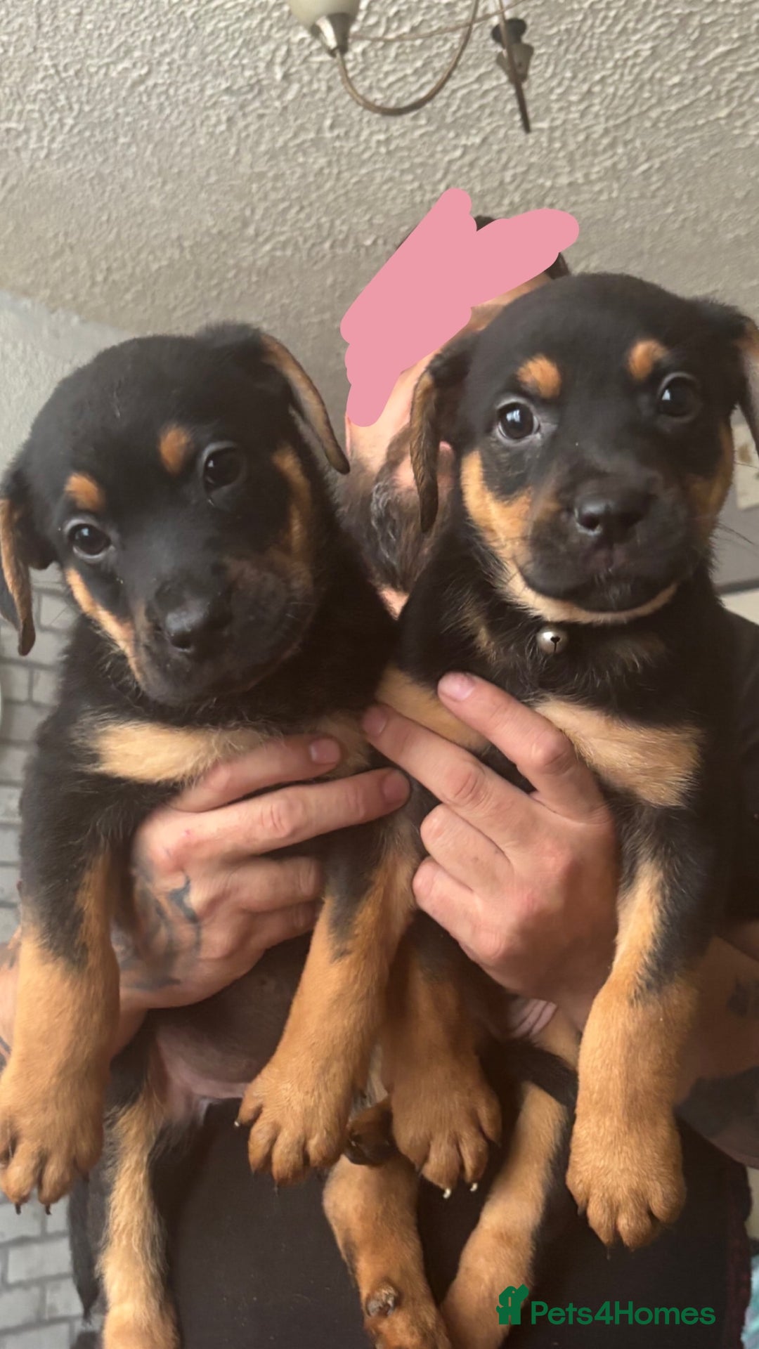 Mixed Breed dogs for sale: german shepard x old tyme bulldog  - Image 12