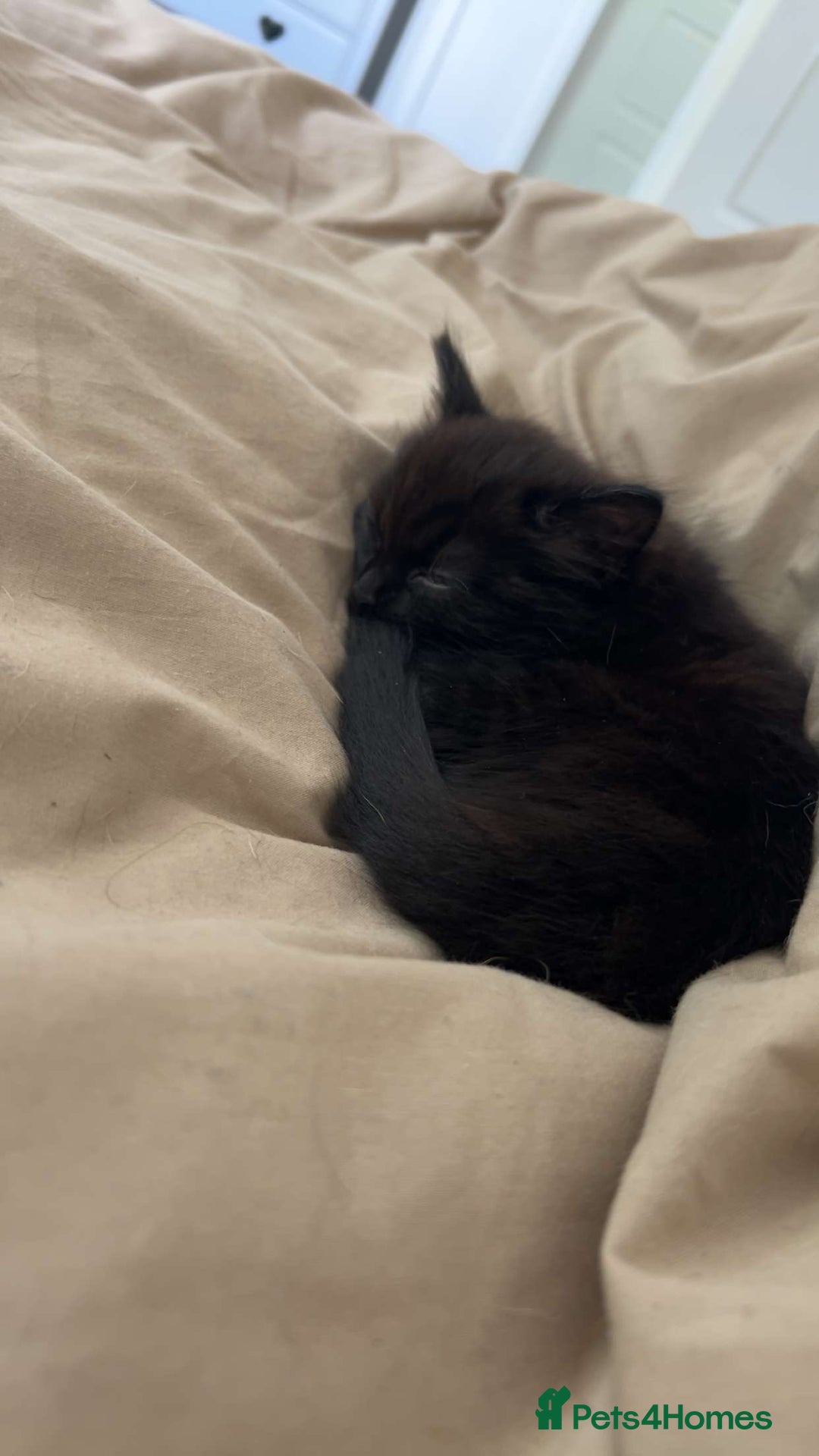 Mixed Breed cats for sale: 2 ragdoll mixes for sale - Image 3