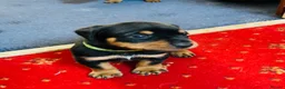 Mixed Breed dogs for sale: Rottweiler Doberman mix in Berwick-upon-Tweed - Advert 5