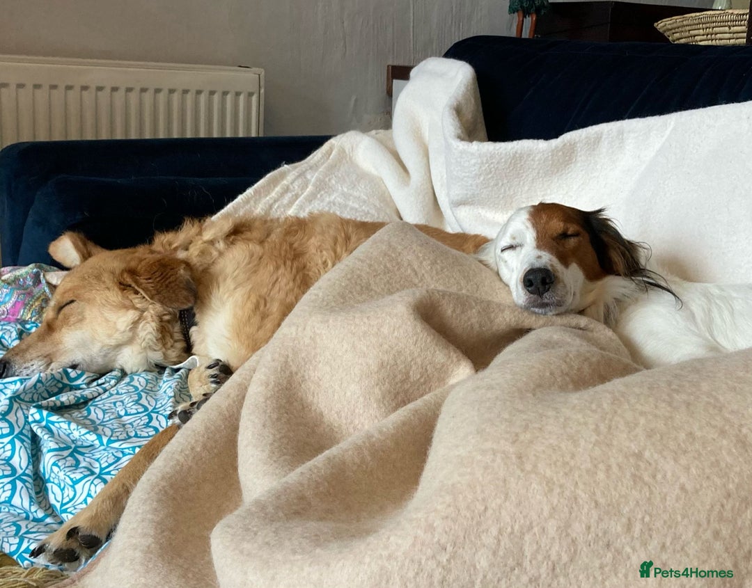 Mixed Breed dogs for sale: Sweet, Affectionate Lapdog – Jack Russell Cross - Advert 6