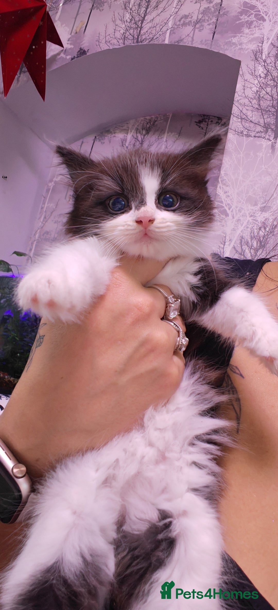 Siberian cats for sale: Siberian kittens  - Advert 3