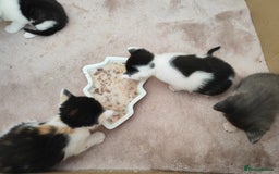 Mixed Breed cats for sale: Gorgeous friendly kittens - Image 3