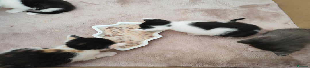 Black and white male