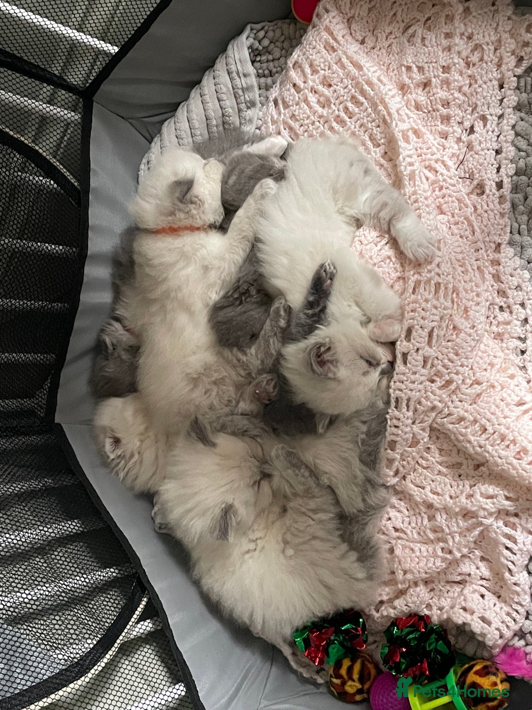 Ragdoll cats for sale: Exquisite, truly unique Ragdolls & Ragfold kittens - Advert 30