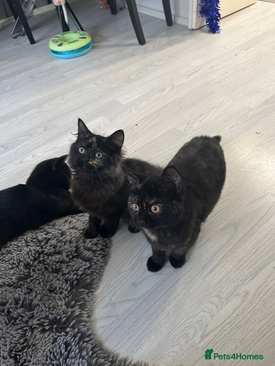 Mixed Breed cats for sale: British Short Hair Cross-Sphinx  - Advert 3