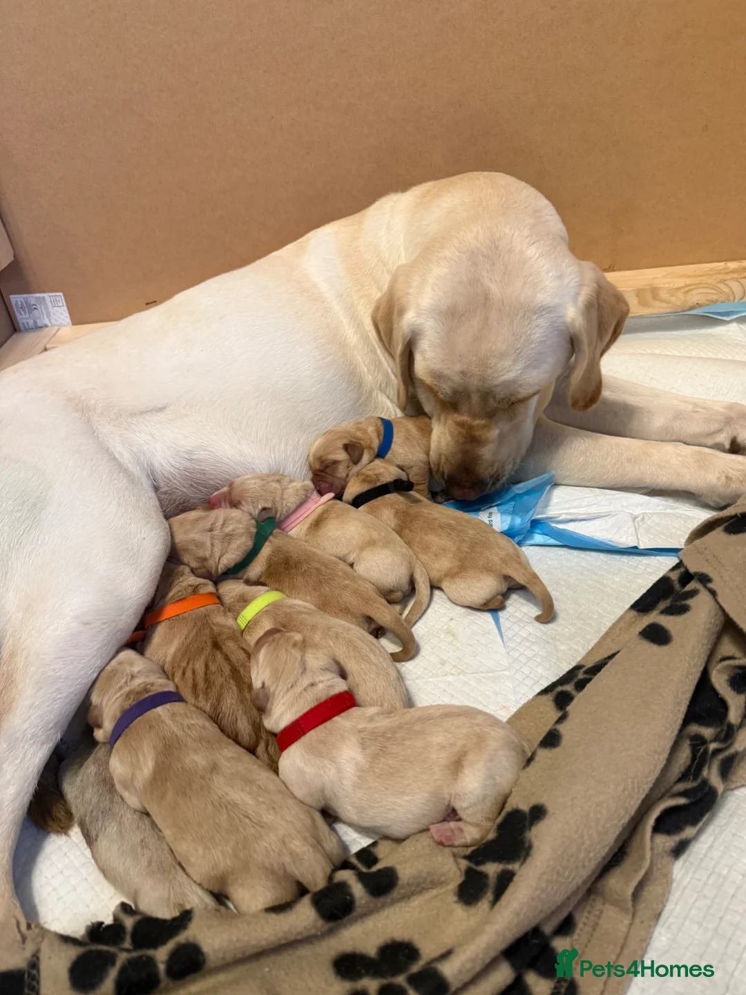 Labrador Retriever dogs for sale: Labrador puppies  in Burnley - Advert 2
