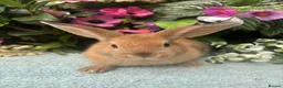 Mixed Breed rabbits for sale: 6 mini lop cross 3 female, 3 male - Advert 16