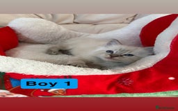 Ragdoll cats for sale: Stunning litter of ragdoll kittens  - Advert 9