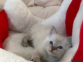 Ragdoll cats Stunning litter of ragdoll kittens - Advert 16