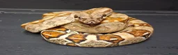 Boa Snake reptiles for sale: Baby Female Boa constrictors  - Advert 15