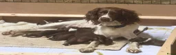 English Springer Spaniel dogs for sale: Springer Spaniel Puppies  - Advert 18