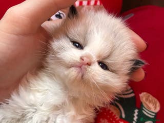 Ragdoll cats Stunning GCCF Bi-color Ragdoll Kittens - Advert 18