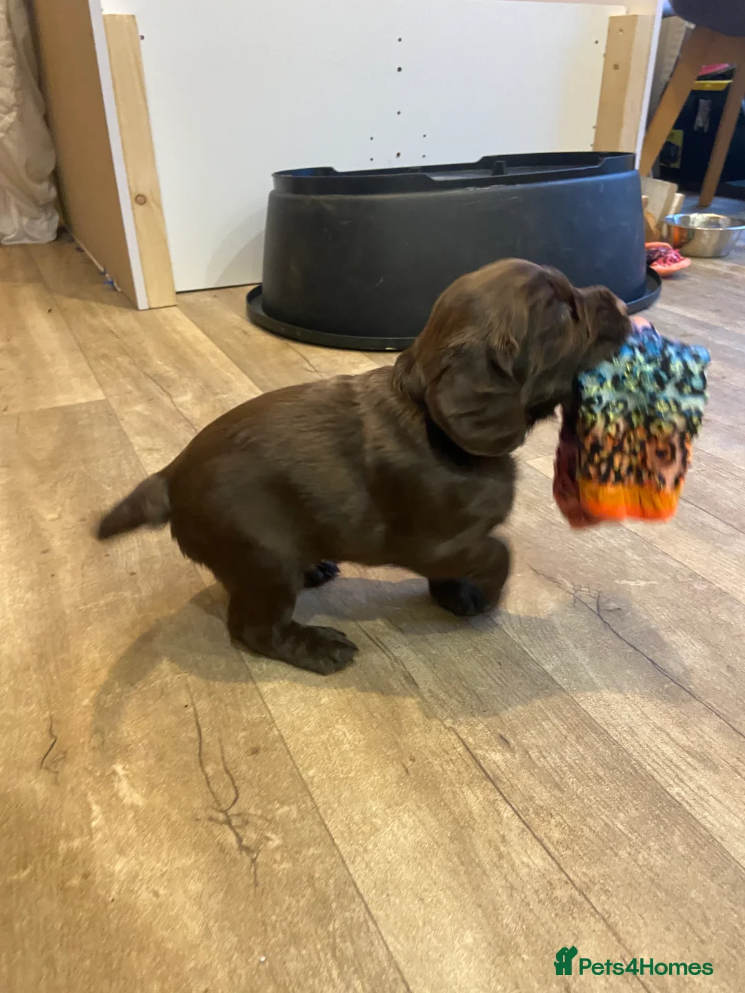 Cocker Spaniel dogs for sale: Chocolate Worker Cocker Puppies Kennel Club  - Advert 16