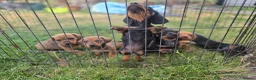 Dachshund dogs for sale: 4 MINIATURE DASCHOUNDS LEFT  - Advert 4