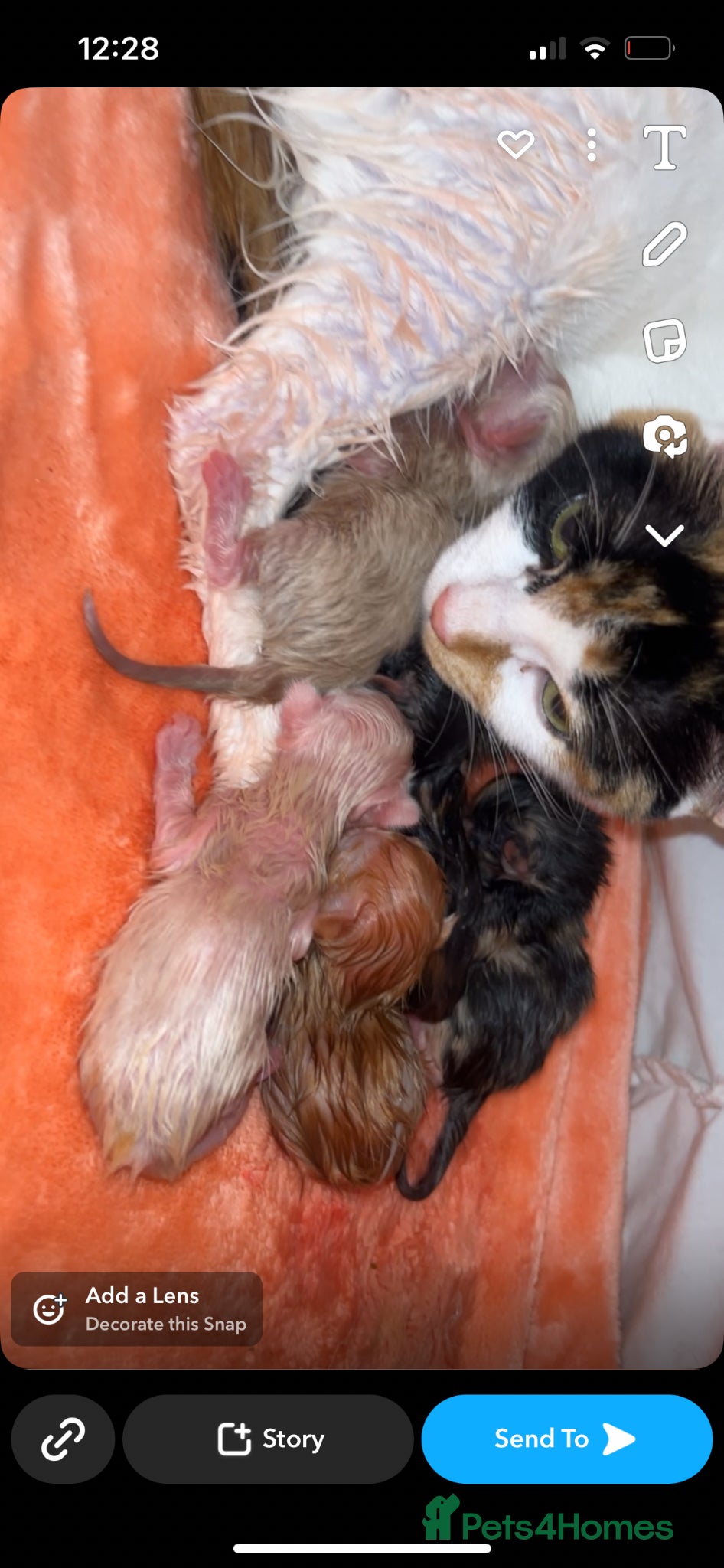 Mixed Breed cats male and female ragdoll mixes - Advert 1