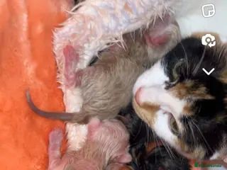 Mixed Breed cats male and female ragdoll mixes - Advert 5