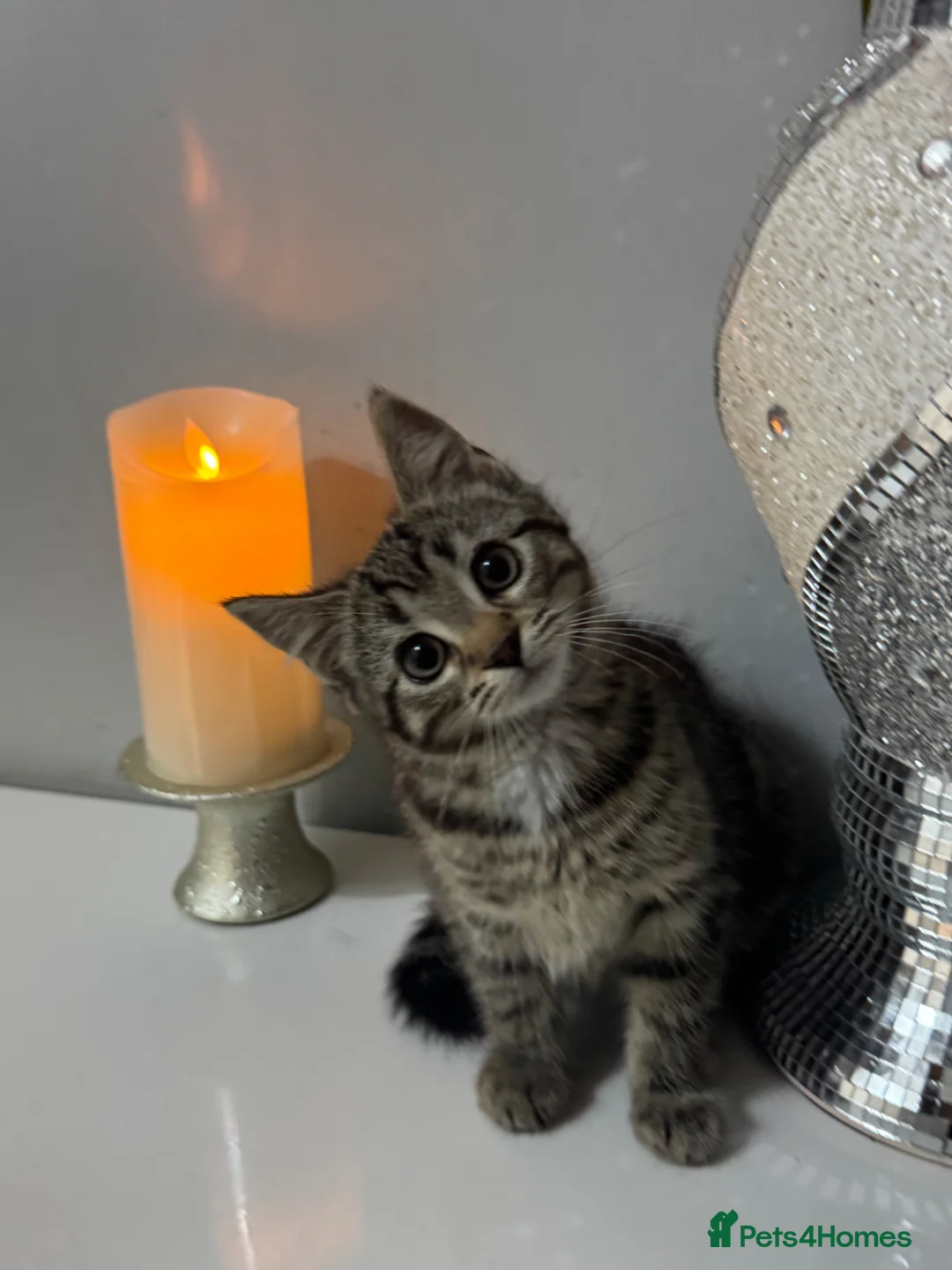 Mixed Breed cats for sale: Kitten female tabby - Advert 2