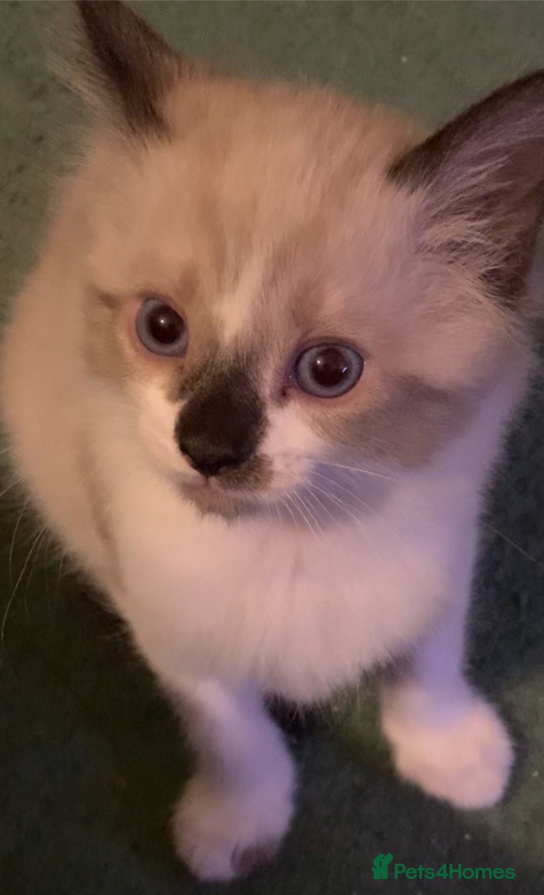 Mixed Breed cats for sale: Ragdoll, Russian blue & tuxedo kitten - Image 5