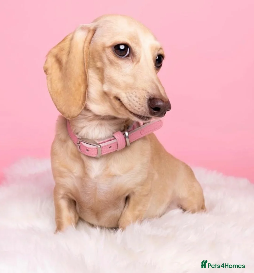 Miniature Dachshund dogs for sale: Beautiful Miniature Dachshunds in London - Advert 2