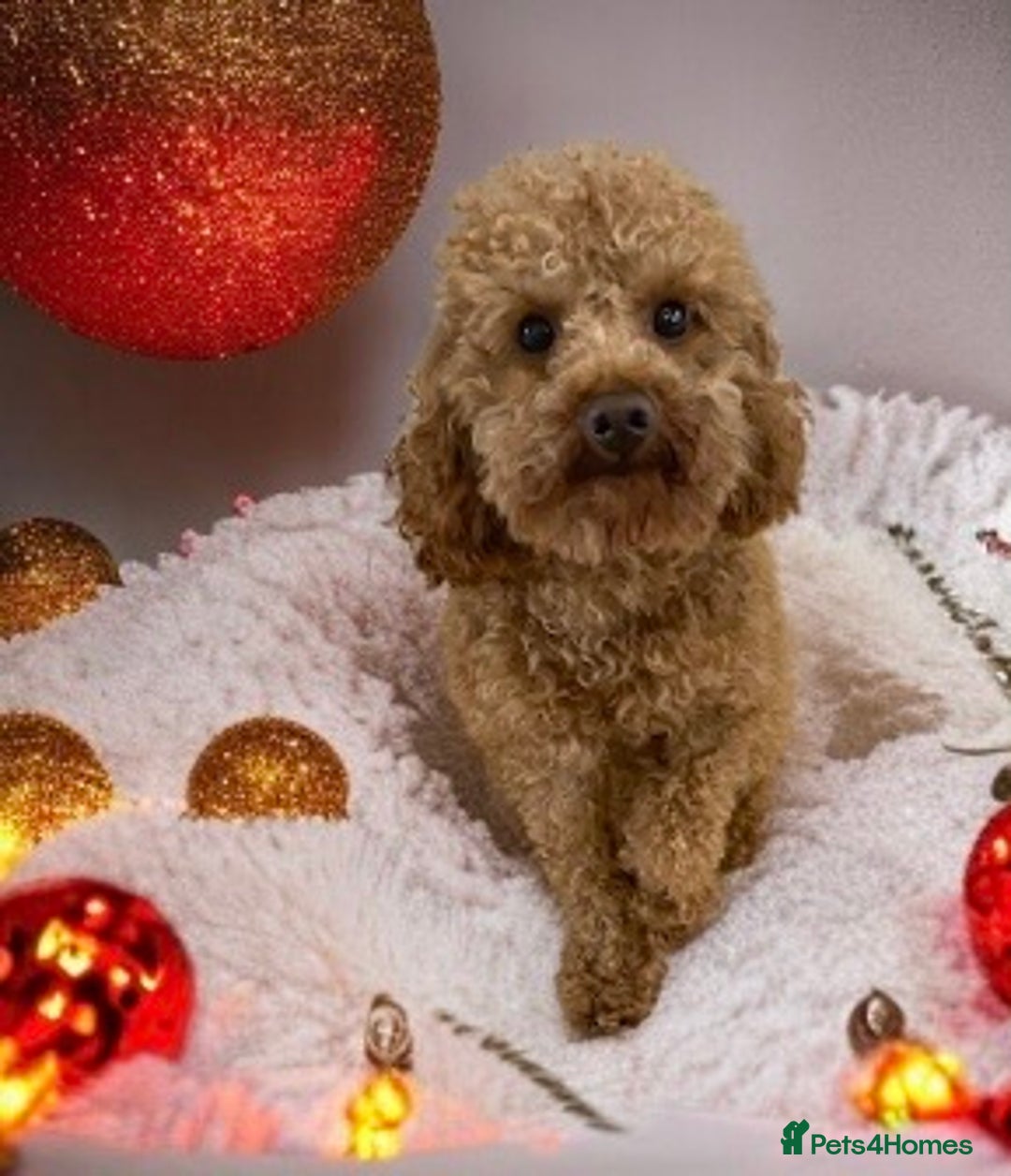 Toy Poodle dogs for stud: Toy Poodle Stud (Not for Sale) in Houghton le Spring - Advert 12