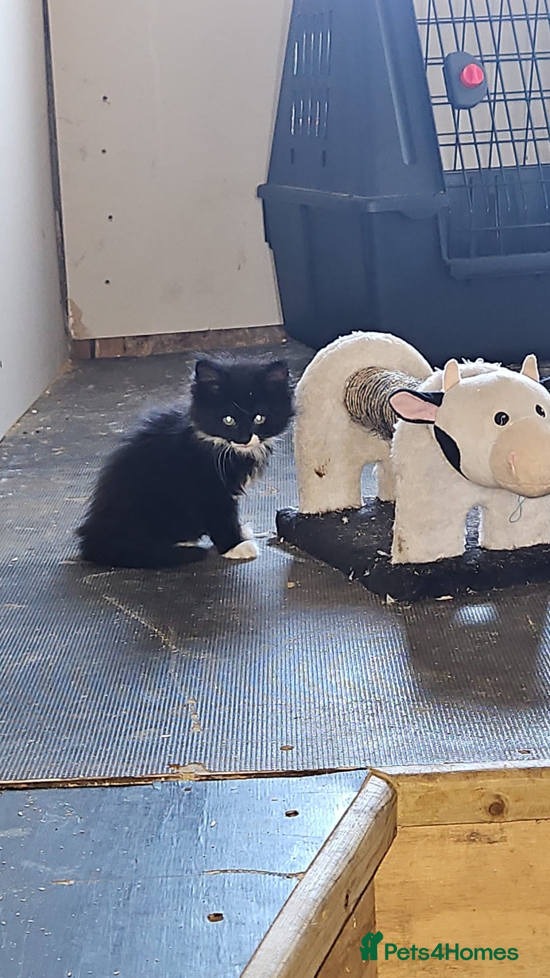 Mixed Breed cats for sale: Kittens x 3 - Image 1