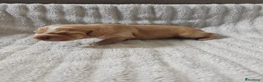 Cocker Spaniel Puppy 4