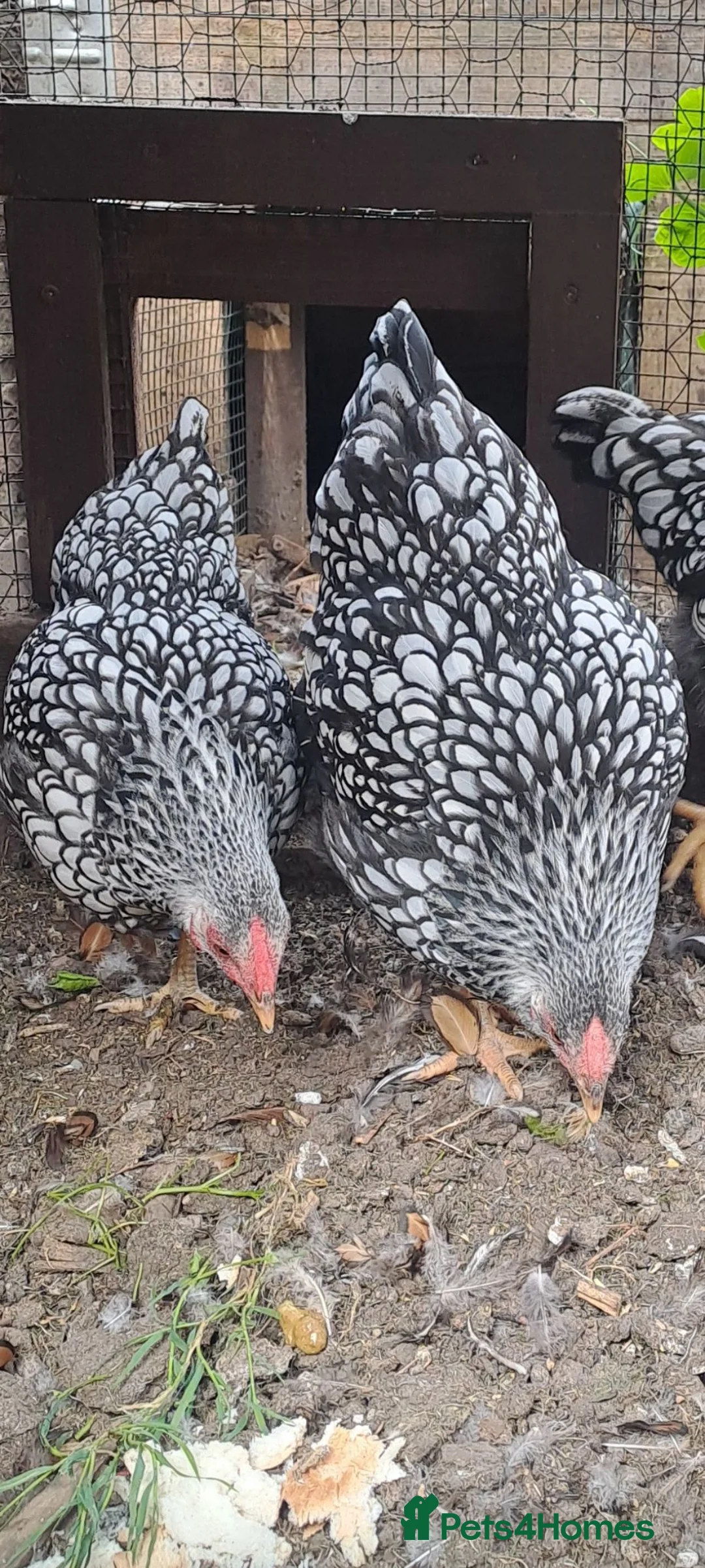 Chickens poultry for sale: Silver laced wyandotte hens - Advert 2