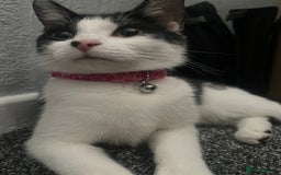 British Shorthair cats for sale: 6 month old Tabby kitten - Image 6