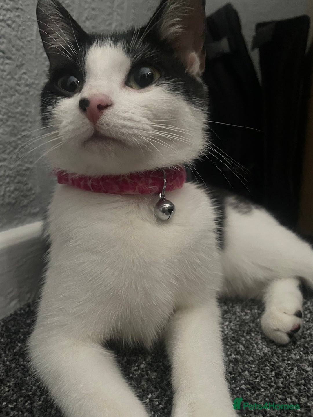 British Shorthair cats for sale: 6 month old Tabby kitten - Image 6