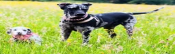 Mixed Breed dogs for sale: WAITING LIST OPEN - amazing breed of pups  - Advert 6