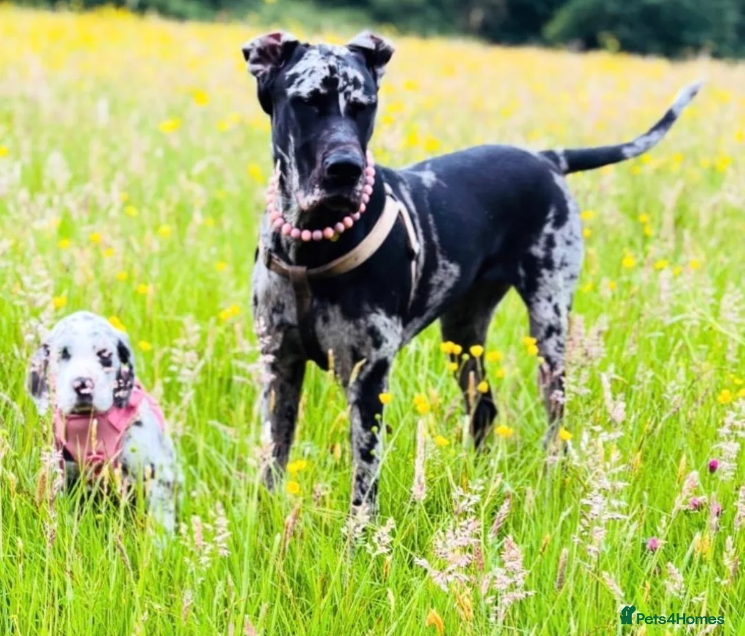 Mixed Breed dogs for sale: WAITING LIST OPEN - amazing breed of pups  - Advert 6