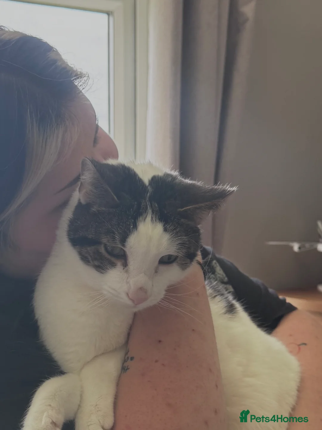 British Shorthair cats for sale: Chappie (5years) - Advert 2